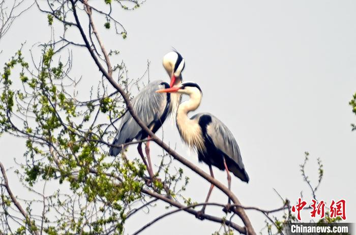 蒼鷺在覓食嬉戲。　安源 攝