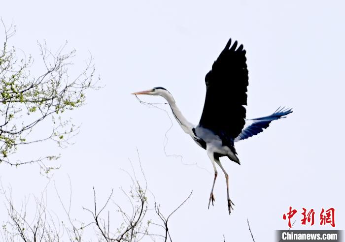 蒼鷺在覓食嬉戲。　安源 攝