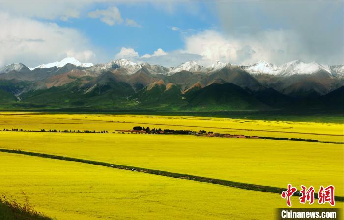 青海:“青雜系列”2品種入選國家農(nóng)作物優(yōu)良品種推廣目錄