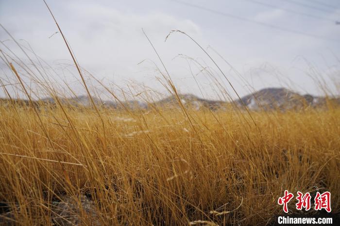 圖為青海省海西蒙古族藏族自治州天峻縣木里礦區(qū)草木茂盛?！●R銘言 攝