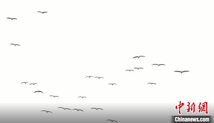 遷徙北歸?！√烊h融媒體中心 供圖