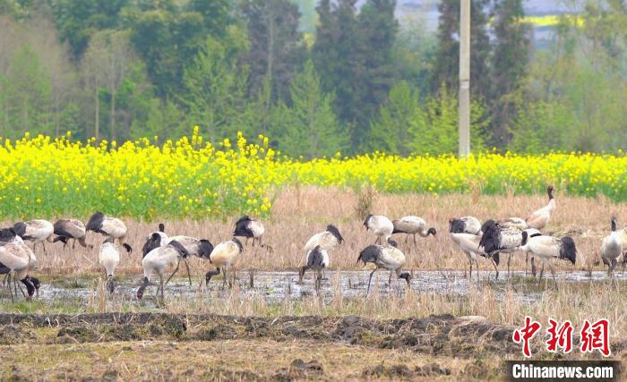 休息補給?！√烊h融媒體中心 供圖