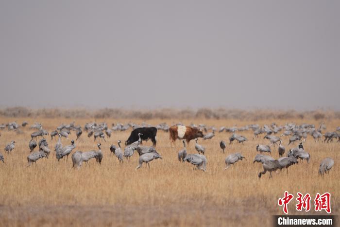 圖為草原上棲息的灰鶴?！∠葘m 攝
