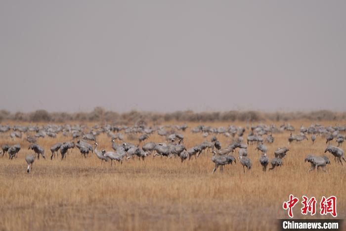 圖為密集分布的灰鶴?！∠葘m 攝