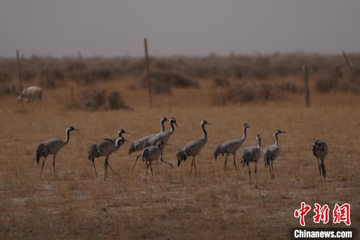 圖為灰鶴?！∠葘m 攝