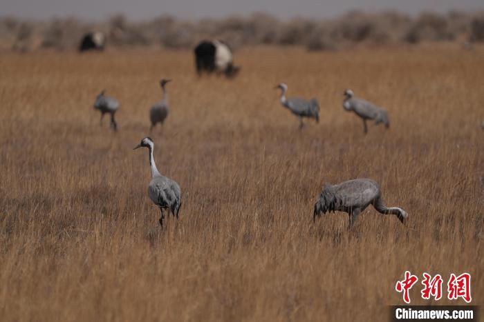 圖為灰鶴?！∠葘m 攝