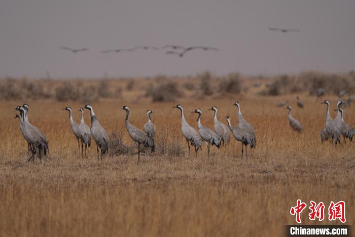 圖為灰鶴?！∠葘m 攝