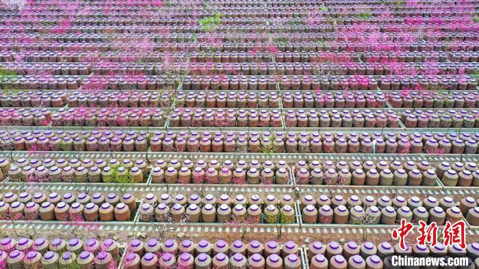 桃花和酒壇相映成趣?！㈡?攝