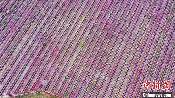 桃花和酒壇相映成趣?！㈡?攝