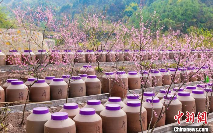 桃花和酒壇相映成趣?！∫足?攝