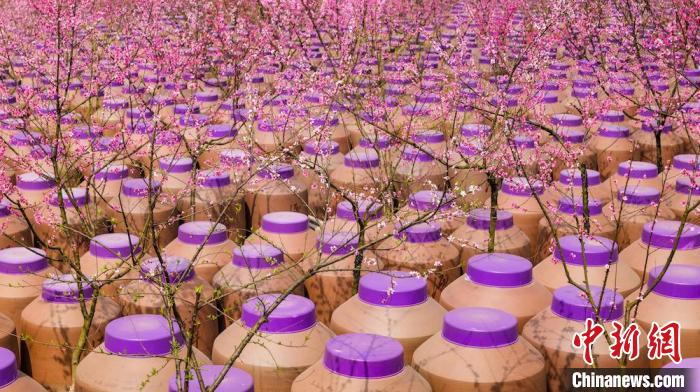 桃花和酒壇相映成趣?！∫足?攝