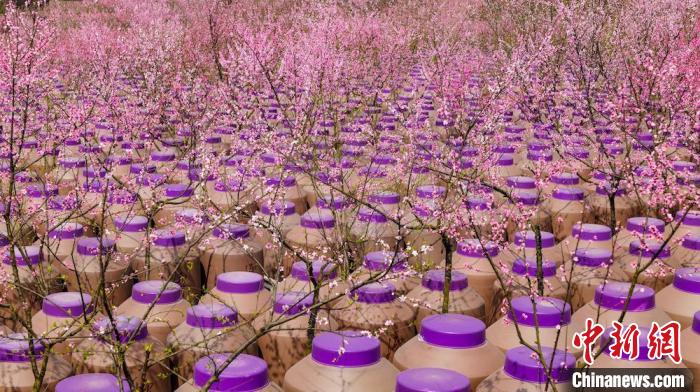 灼灼桃花惹人醉?！∫足?攝