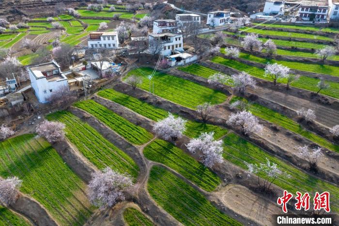 白松鎮(zhèn)層層麥田綠意盎然，與桃林構(gòu)成一幅美麗的鄉(xiāng)村畫卷。　劉忠俊 攝