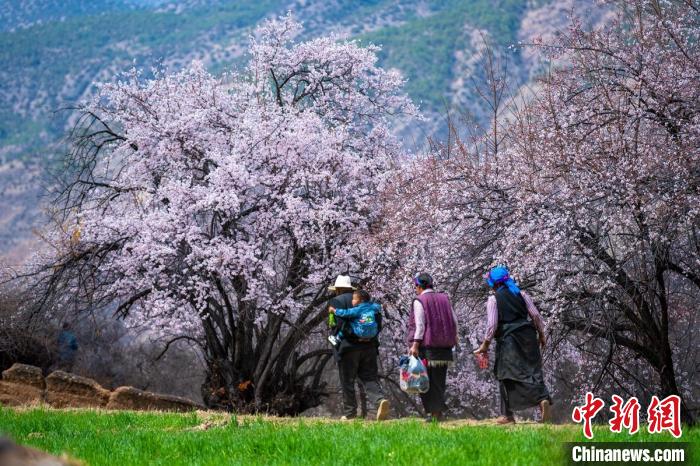 行走在麥田和桃樹下的白松鎮(zhèn)村民?！⒅铱?攝
