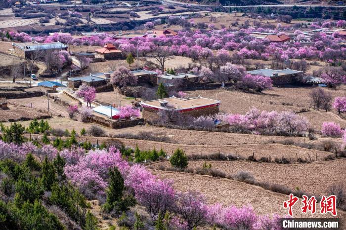 道孚麻灣村房前屋后的杏花繞村怒放?！『涡秀?攝