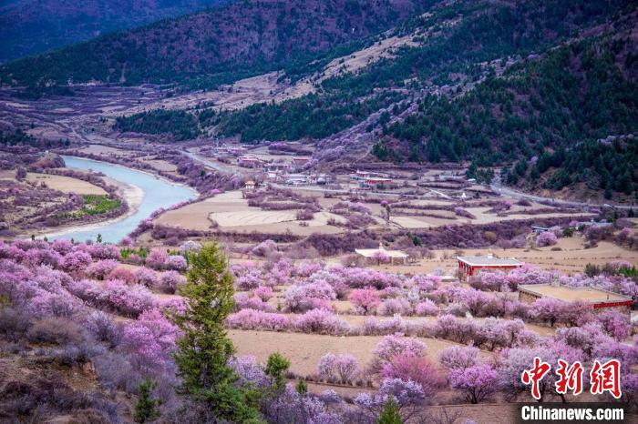 道孚縣麻灣村上千株盛開的杏花將鄉(xiāng)村裝點一新。　何行銘 攝
