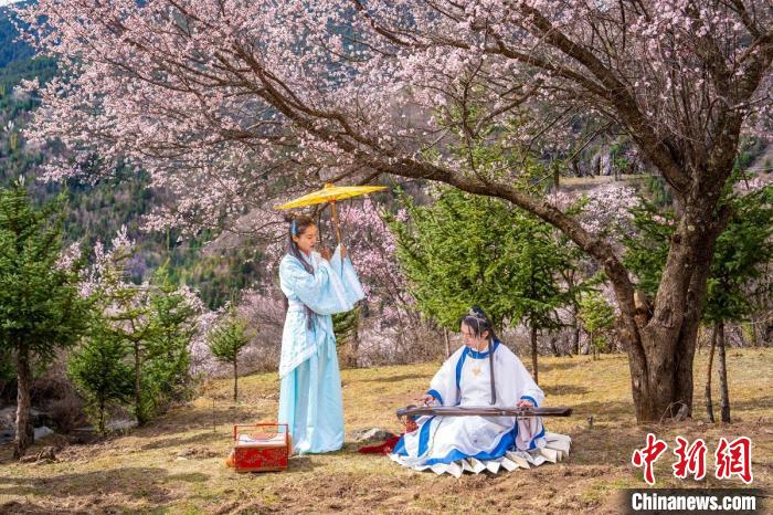 道孚杏花樹下的游客們?！√K銳 攝
