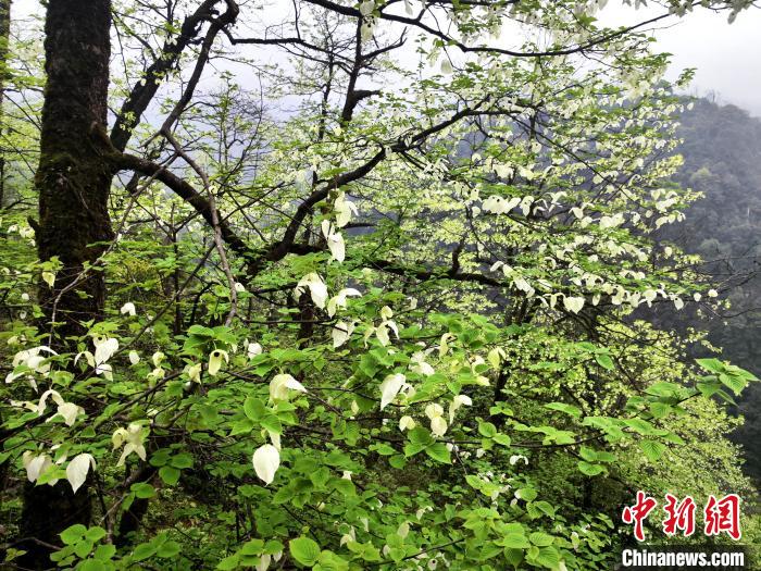 山谷兩側高大繁茂的珙桐樹?！螚?攝