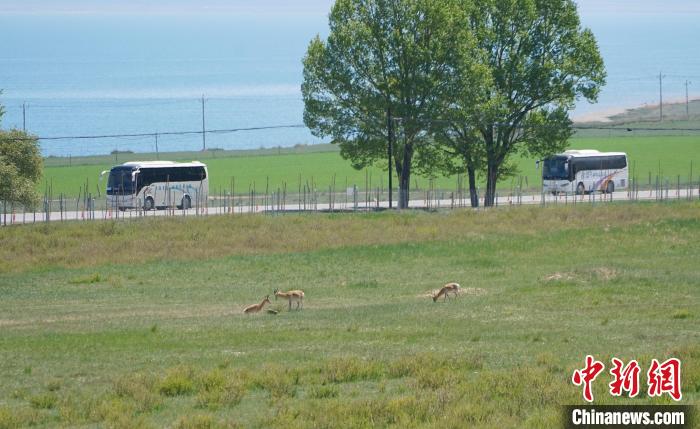 圖為成群普氏原羚在草場(chǎng)上愜意覓食，悠閑自在?！●R銘言 攝
