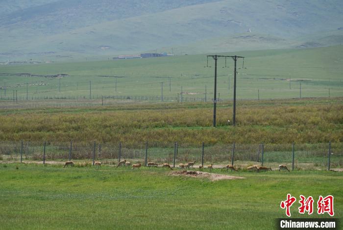 圖為成群普氏原羚在草場(chǎng)上愜意覓食，悠閑自在。　馬銘言 攝