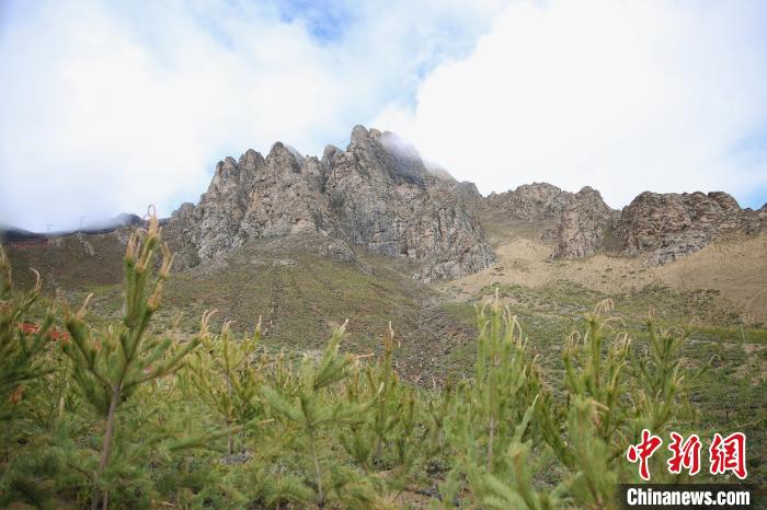 圖為拉薩南北山綠化工程拉薩曲水縣才納村5號片區(qū)?！∝暣_ 攝