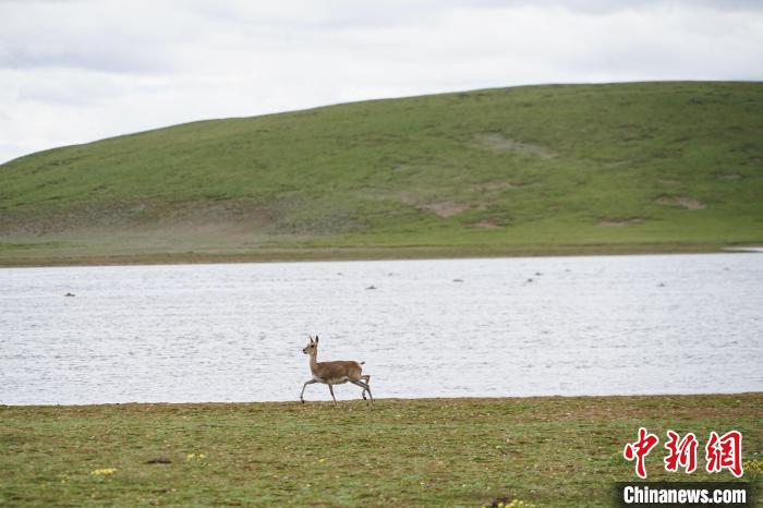 圖為藏原羚在扎陵湖岸畔悠閑漫步。　馬銘言 攝