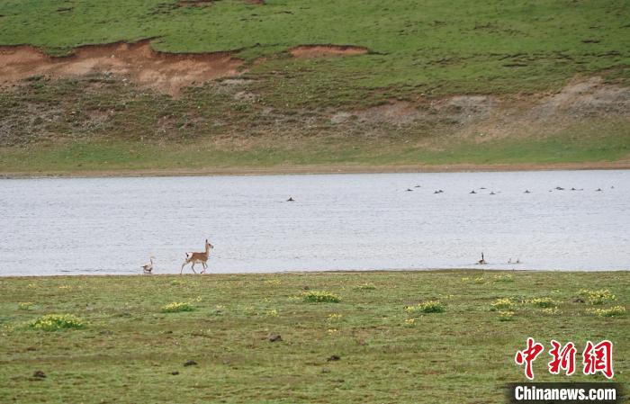 圖為藏原羚在扎陵湖岸畔悠閑漫步?！●R銘言 攝