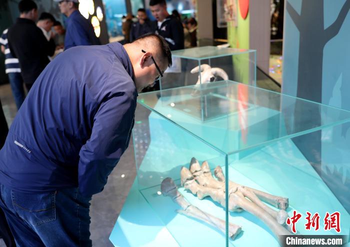 圖為臺(tái)商在祁連山國(guó)家公園生態(tài)科普館內(nèi)觀看標(biāo)本?！⊙Φ?攝