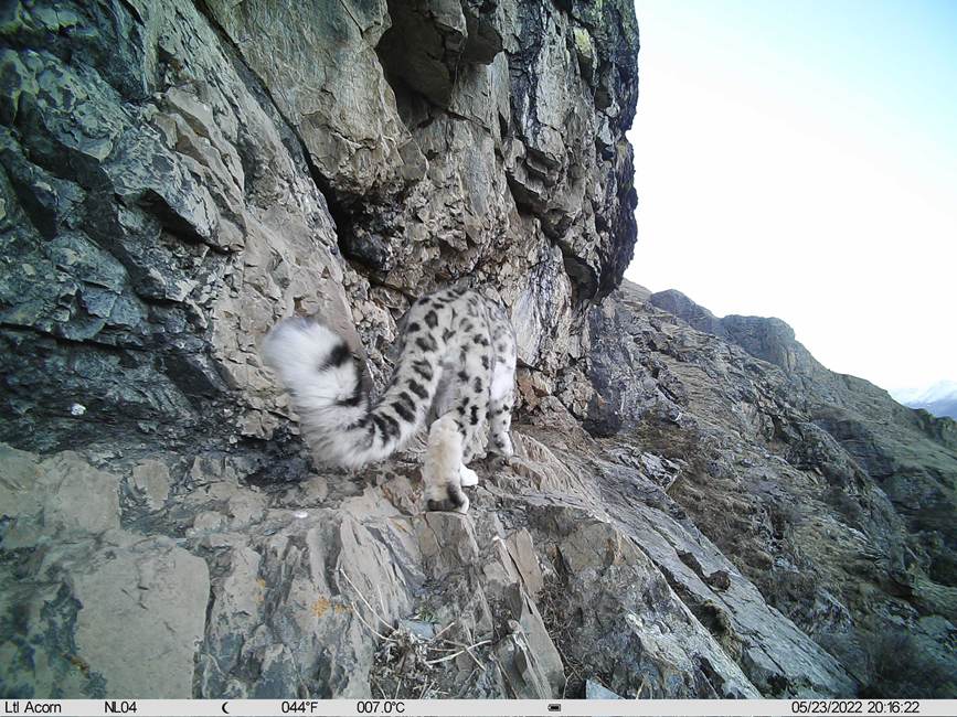 雪豹影像。山水自然保護(hù)中心供圖