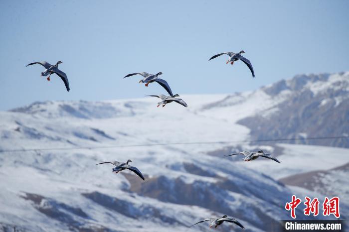 青海玉樹:隆寶灘國際重要濕地迎來成群越冬候鳥