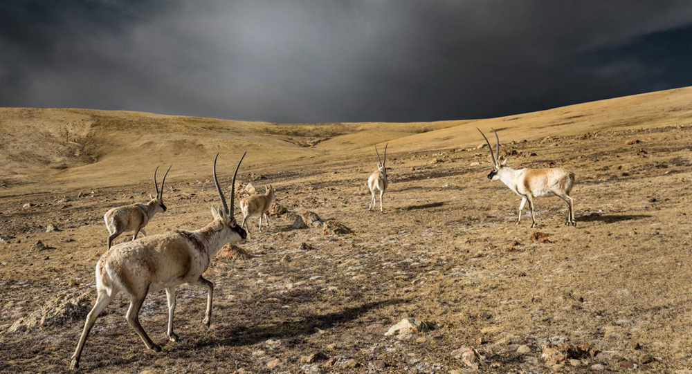 “高原精靈”藏羚羊。尼瑪多吉攝