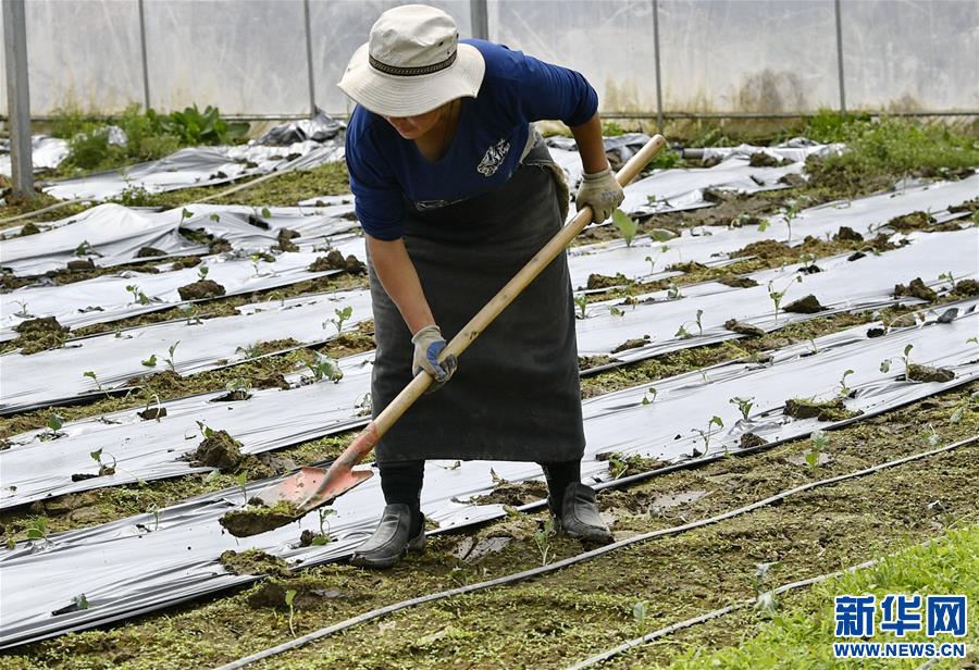 (經(jīng)濟(jì))(1)西藏林芝:蔬菜種植 鼓起百姓“錢袋子”
