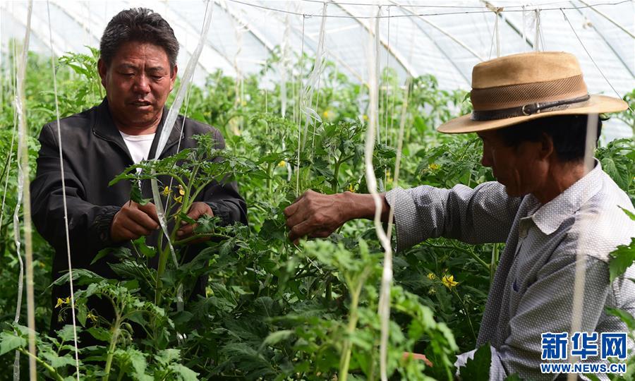 (脫貧攻堅(jiān))(2)西藏白朗:蔬菜種植合作社助力農(nóng)民增收