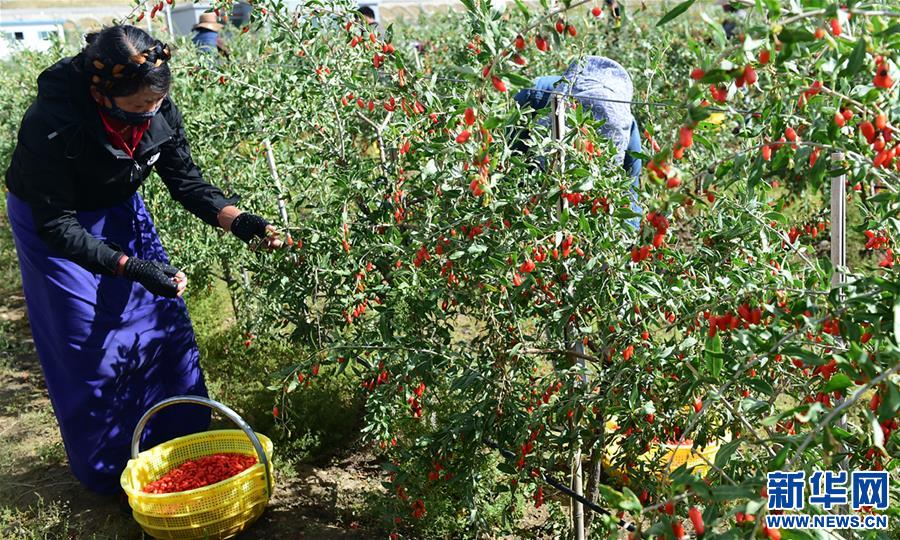 (脫貧攻堅)(1)西藏白朗:發(fā)展枸杞產(chǎn)業(yè)促進村民增收