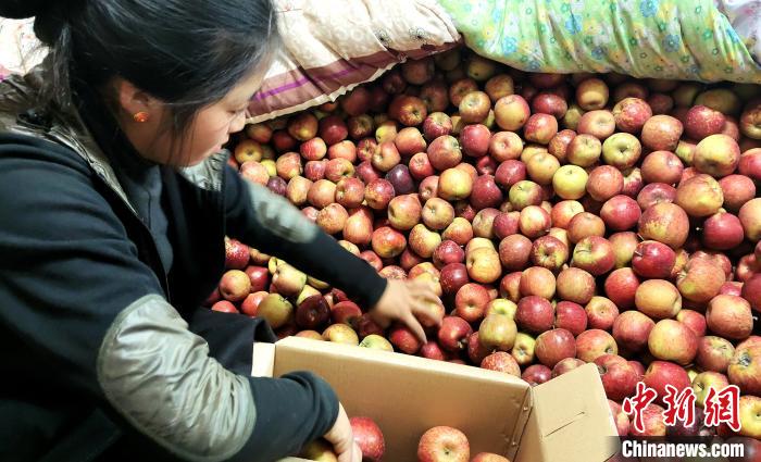 圖為通麥村村民巴桑拉姆精心挑選蘋果進(jìn)行裝箱。　貢桑拉姆 攝