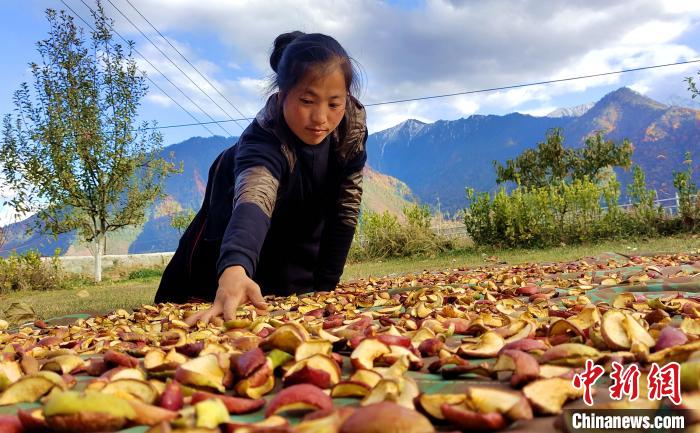 圖為通麥村村民巴桑拉姆晾曬切片蘋果?！∝暽＠?攝