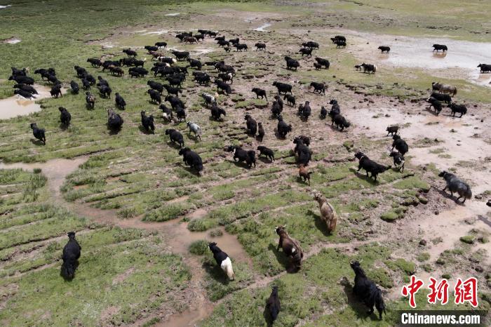 近年來，那曲市班戈縣推行村級牧業(yè)經(jīng)濟合作社，牧民們將牛羊及草場作為股份加入合作社，部分牧民開始從事旅游服務(wù)、服裝加工及運輸?shù)刃袠I(yè)，收入逐年提高。圖為8月3日，班戈縣的牦牛群在一片草原濕地中覓食(資料圖)。　江飛波 攝