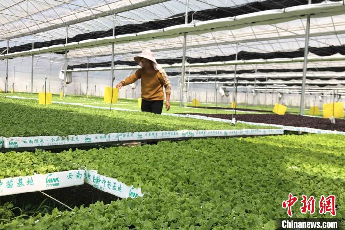 圖為會(huì)澤現(xiàn)代化農(nóng)業(yè)產(chǎn)業(yè)扶貧基地內(nèi)，貧困戶(hù)成為了產(chǎn)業(yè)工人?！】姵?攝