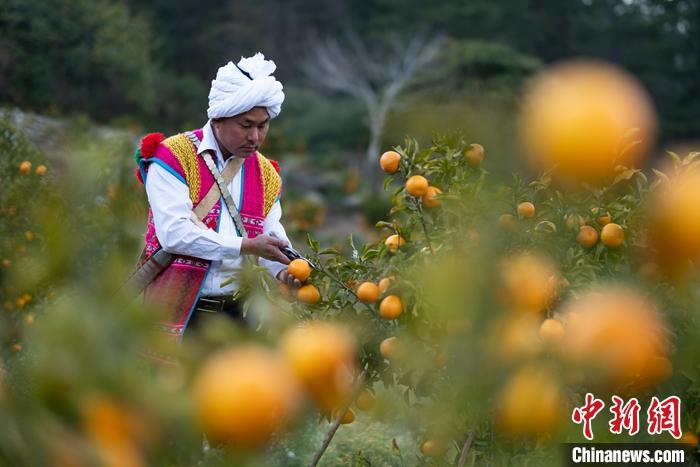 1月29日，京都村村民在柑橘園中采摘柑橘。<a target='_blank' ><p  align=