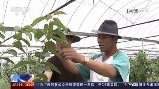 種蘑菇、養(yǎng)駱駝...。。特色產(chǎn)業(yè)助力鄉(xiāng)村振興走新路