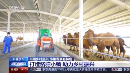 種蘑菇、養(yǎng)駱駝...。。特色產(chǎn)業(yè)助力鄉(xiāng)村振興走新路