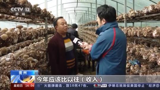 種蘑菇、養(yǎng)駱駝...。。特色產(chǎn)業(yè)助力鄉(xiāng)村振興走新路