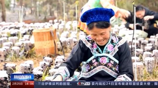 種蘑菇、養(yǎng)駱駝...。。特色產(chǎn)業(yè)助力鄉(xiāng)村振興走新路