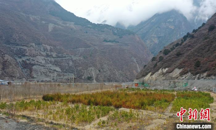 【幸?；ㄩ_新邊疆】山南隆子縣藏族小伙的“綠色夢想”