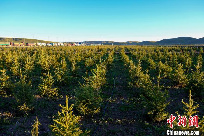 圖為科技團隊在海拔4500米的西藏那曲種出“小森林”，其中超過7成成功越過5個冬天?！〗w波 攝