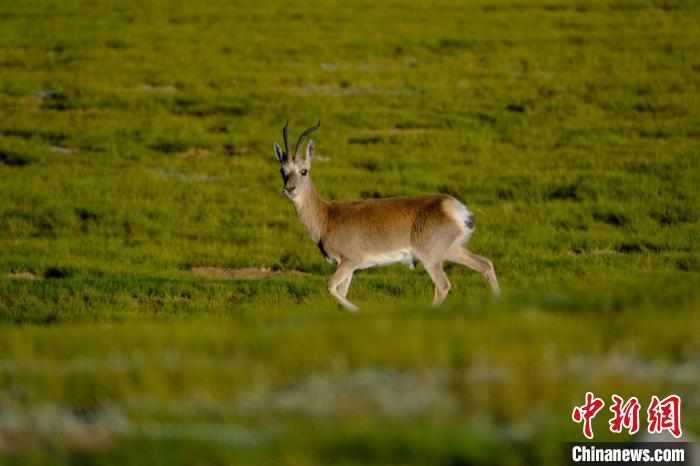 圖為西藏納木錯湖邊的藏原羚休閑覓食。　江飛波 攝