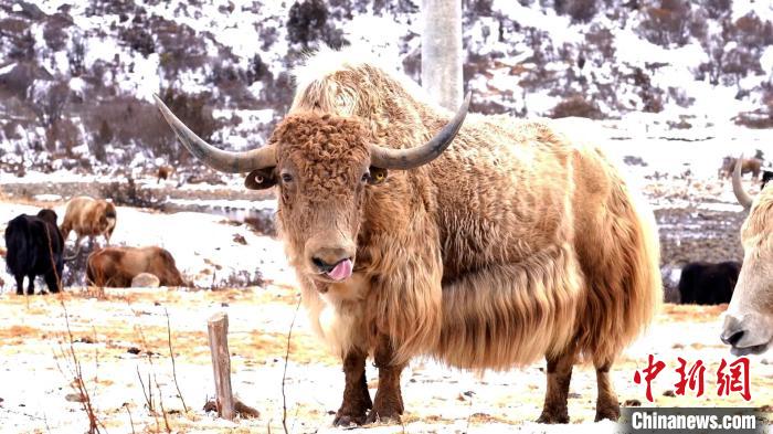 圖為角木那村生態(tài)散養(yǎng)的牦牛?！“蜕Ｇ?　攝