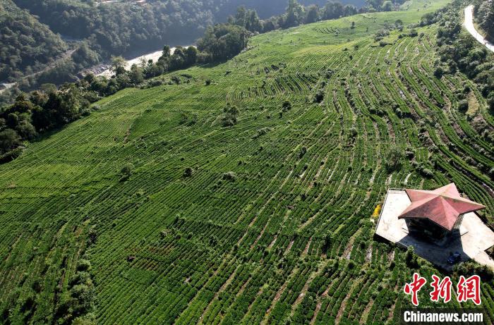 圖為西藏林芝市墨脫縣果果塘大拐彎附近的茶田。(無人機(jī)照片) 李林 攝