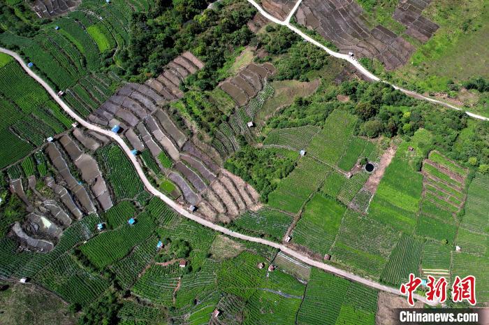 圖為西藏林芝市墨脫縣城附近的茶田。(無人機(jī)照片) 李林 攝