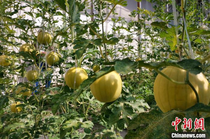 圖為康馬縣大棚內的金太陽西瓜?！⒔ㄜ?攝